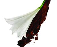 Yves Saint Laurent - YSL Mon Paris Eau de parfum Spray 30 ml Dames - thumbnail