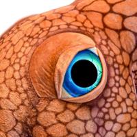 Gigantische octopus knuffel (150 cm) - thumbnail