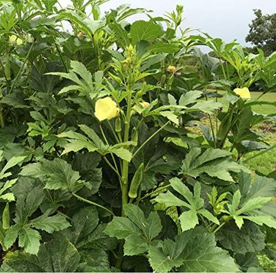 Okra zaden Clemson Spineless