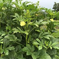 Okra zaden Clemson Spineless - thumbnail