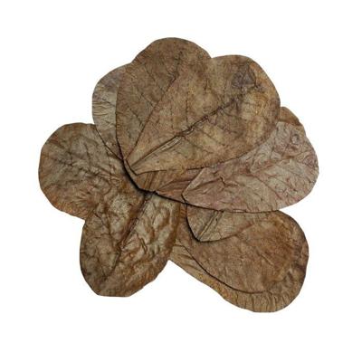 Bladeren catappa 10x Habistat - Habistat Bladeren catappa 10x Habistat - Habistat