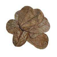 Bladeren catappa 10x Habistat - Habistat - thumbnail