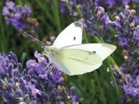 Koolwitje op lavendel 70x50cm Tuinschilderij Customize-it - Customize it - thumbnail