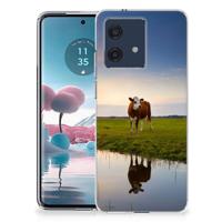 Motorola Edge 40 Neo | TPU Hoesje | Koe - thumbnail