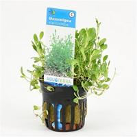 Glossostigma elatinoides - 6 stuks - aquarium plant - thumbnail