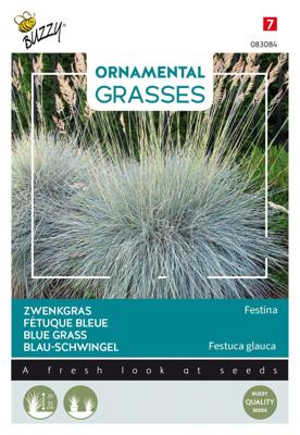 Ornamental Grasses Festuca glauca 'Blaue Auslese' zaden Buzzy - Buzzy