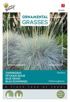 Ornamental Grasses Festuca glauca 'Blaue Auslese' zaden Buzzy - Buzzy - thumbnail