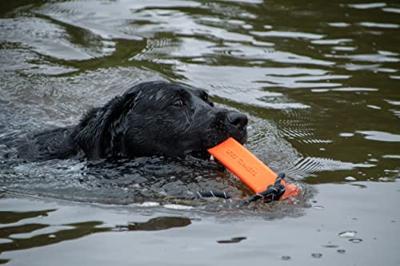 Dog Comets Orion Oranje Dog Comets Orion Oranje