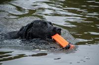 Dog Comets Orion (Dummy) Oranje - thumbnail