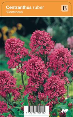 Vips Centranthus ruber Coccineus - Rode valeriaan