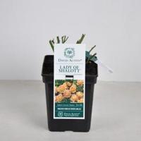 Engelse roos (rosa "Lady of Shalott"®) - thumbnail