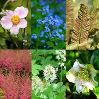 Schaduw borderpakket - thumbnail