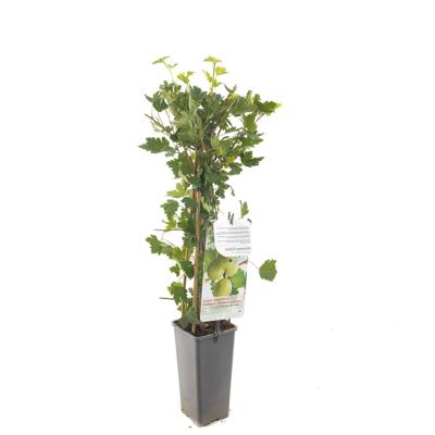 Groene kruisbes (ribes uva crispa "Hinnonmäki Grön") fruitplanten - In 2 liter pot - 1 stuks