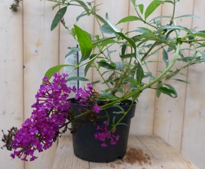 Vlinderstruik Buddleja Roze 55 cm Vlinderstruik Warentuin Natuurlijk - Warentuin natuurlijk