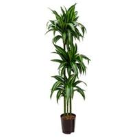 Dracaena hawaiian sunshine trio M hydrocultuur plant - thumbnail