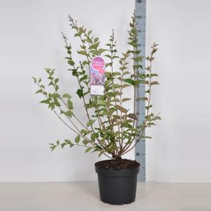 Dwergsering (syringa "Josee") - 90-120 cm - 1 stuks