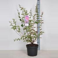 Dwergsering (syringa "Josee") - 90-120 cm - 1 stuks - thumbnail