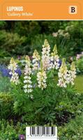 Vips Lupinus Gallery White - lupine - thumbnail