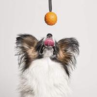 Kauwspeelgoed voor honden Gloria Met touw Rubber (7 cm) (7 x 30 cm) - thumbnail