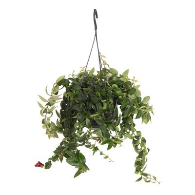 Aeschynanthus Rasta - P15