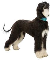 TRIXIE HALSBAND HOND ACTIVE COMFORT VOOR WINDHONDEN LEER PETROL 33-42X6 CM - thumbnail