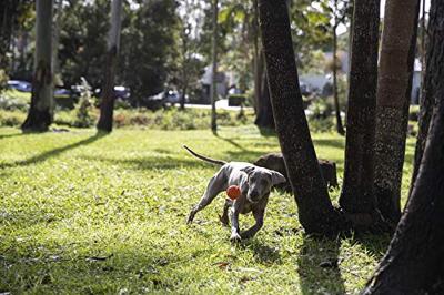 Waboba Woofpack