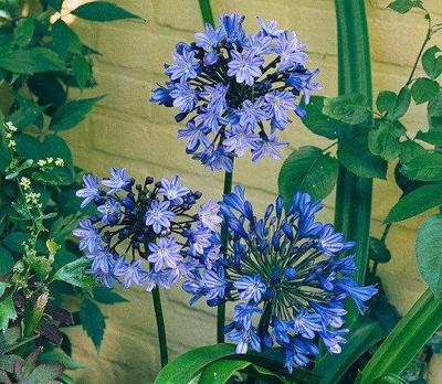 Agapanthus africanus Samplant - Samplant Agapanthus africanus Samplant - Samplant
