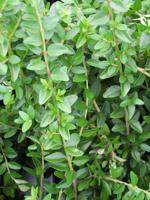 Kamperfoelie - thumbnail