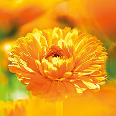 Weleda Baby Calendula Weer & Windbalsem - thumbnail