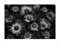 Bloemen in Zwart-Wit Art Print Dennis Frates 60x80cm - thumbnail