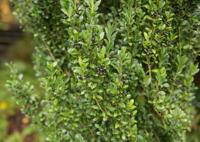 Japanse hulst - thumbnail