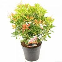 Rotsheide (Pieris Japonica “Valley Valentine”) heester - 30-40 cm (C4.5) - 9 stuks - thumbnail