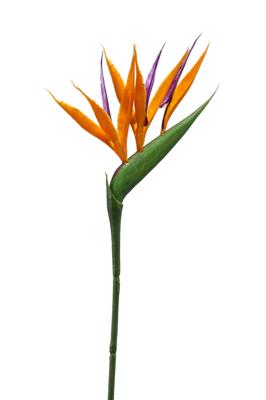Strelitzia mini spray 65 cm orange kunstplant Emerald - Emerald