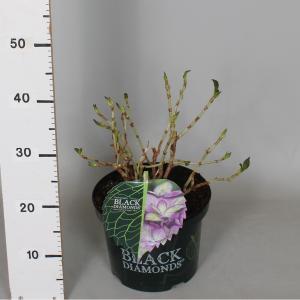 Hydrangea Macrophylla "Black Diamond® Baroque Angel Blue"® boerenhortensia - 30-40 cm - 1 stuks Hydrangea Macrophylla "Black Diamond® Baroque Angel Blue"® boerenhortensia - 30-40 cm - 1 stuks