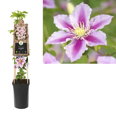 Klimplant Clematis Piilu 75 cm Bosrank Van der Starre - Van der starre