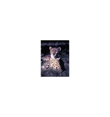 Animal Essences Cheetah (jachtluipaard) 30 Milliliter