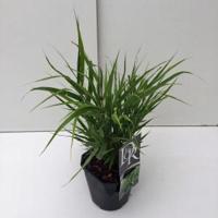 Hakonegras (Hakonechloa macra) siergras - thumbnail