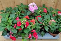 Vlijtig liesje Impatiens dubbelbloemig 10 potjes per tray mix Walleriana Warentuin Natuurlijk - Warentuin natuurlijk - thumbnail