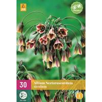 Allium nectaroscordum siculum 30 bollen - thumbnail