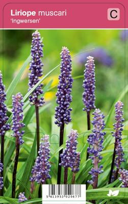 Leliegras (liriope muscari "Ingwersen") najaarsbloeier - 12 stuks