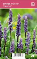 Leliegras (liriope muscari "Ingwersen") najaarsbloeier - 12 stuks - thumbnail