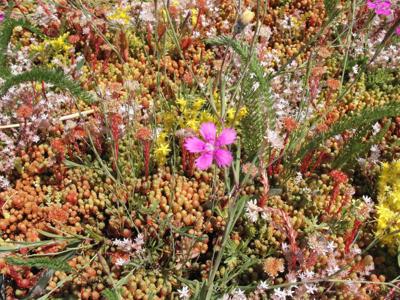 Dakgroen Kruiden mixmat Compleet (incl. drainage type 11c & 10 zakken daktuinsubstraat) per 2.4 m2 max. 20 graden Sempergreen - Sempergreen Dakgroen Kruiden mixmat Compleet (incl. drainage type 11c & 10 zakken daktuinsubstraat) per 2.4 m2 max. 20 graden Sempergreen - Sempergreen