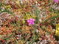 Dakgroen Kruiden mixmat Compleet (incl. drainage type 11c & 10 zakken daktuinsubstraat) per 2.4 m2 max. 20 graden Sempergreen - Sempergreen - thumbnail