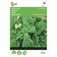Basilicum Grootbladig - thumbnail