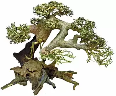 Bonsai Driftwood L aquaria SuperFish - Superfish