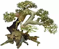 Bonsai Driftwood L aquaria SuperFish - Superfish - thumbnail