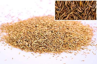 WOLF-Garten 3820010 Premiumgras schaduw & zon LP10 1 stuk(s)