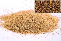 WOLF-Garten 3820010 Premiumgras schaduw & zon LP10 1 stuk(s) - thumbnail