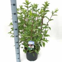 Hydrangea Paniculata "Phantom" pluimhortensia - 50-60 cm - 1 stuks - thumbnail