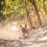 Chuckit breathe right fetch bal oranje - thumbnail